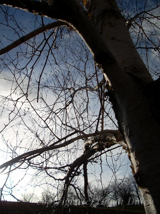 Silver birch, Greenwich Park DSCN0899.JPG -           